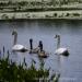 View the image: Swans leaving