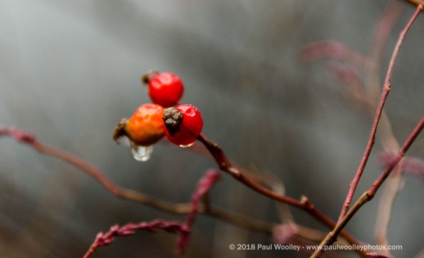 Winters berries