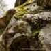 View the image: Lichen moss and stone
