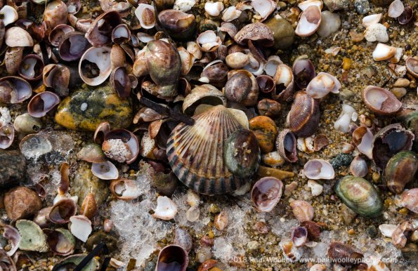 Trove of shells